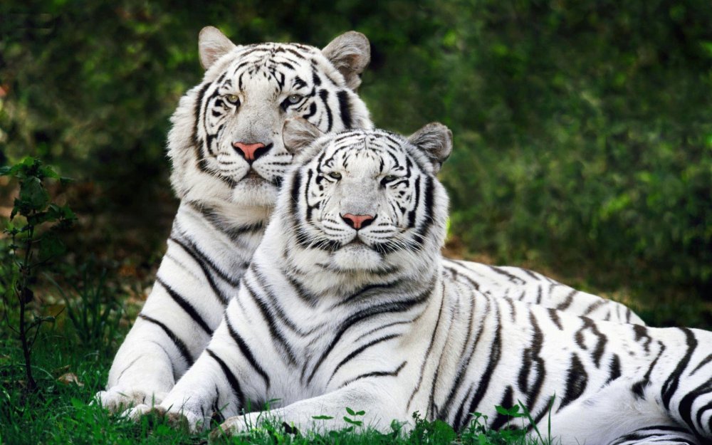 Белый Амурский тигр красная книга