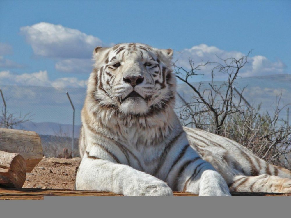 Белый тигр 4к
