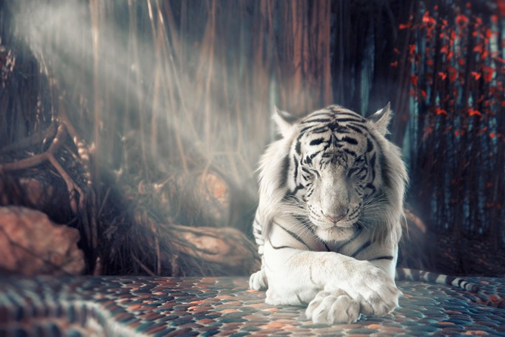 Белый тигр 2021