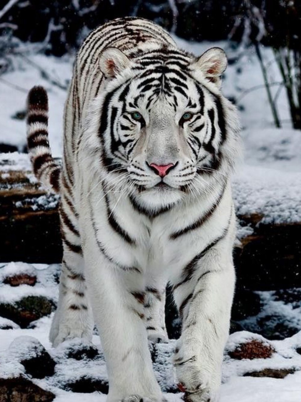 Бенгал снежный тигр