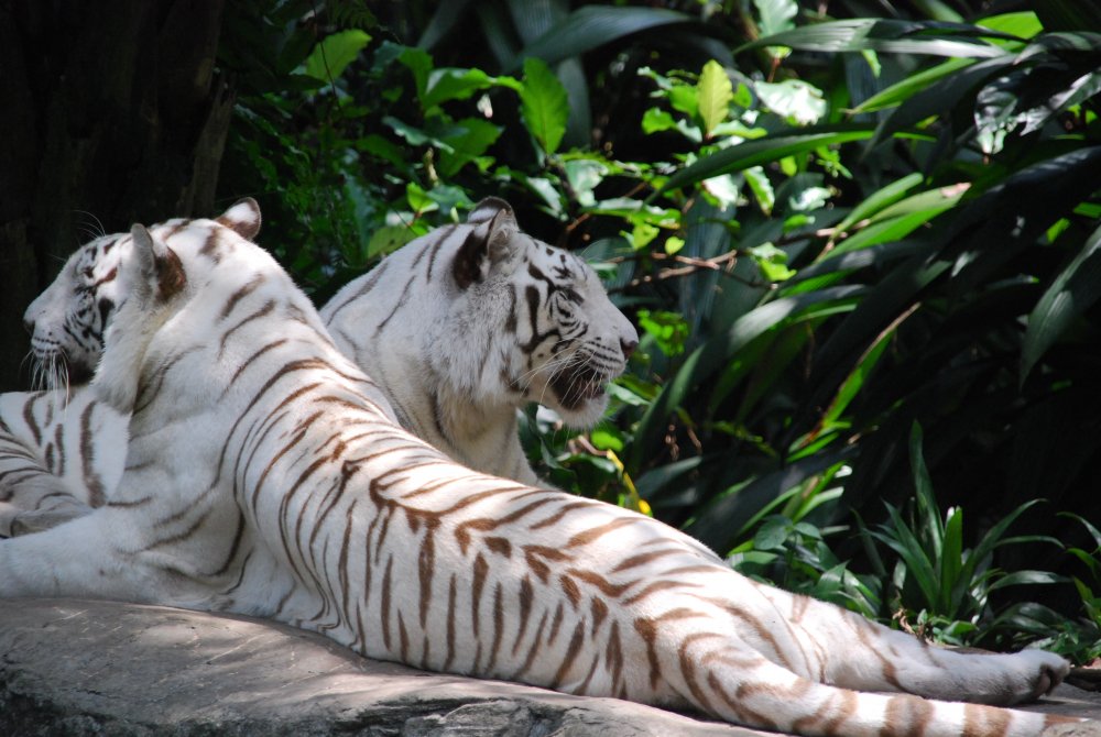 Белый тигр популяция