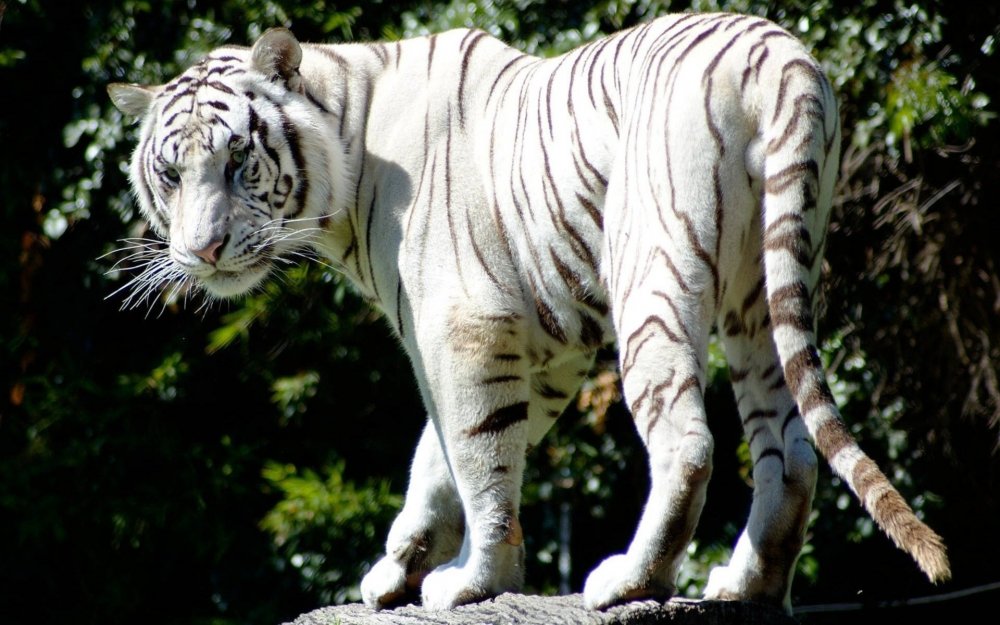 Суматранский тигр альбинос