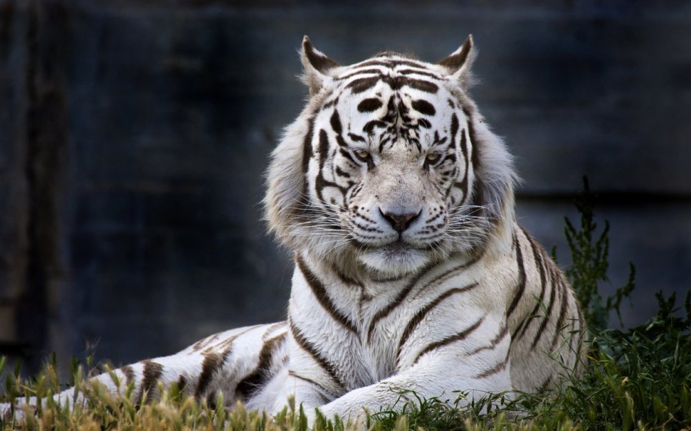 White Tiger White Tiger 1986