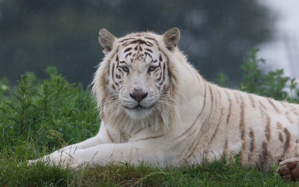 Белый тигр животное с тигрятами