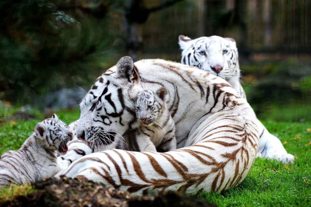 Белый тигр морда