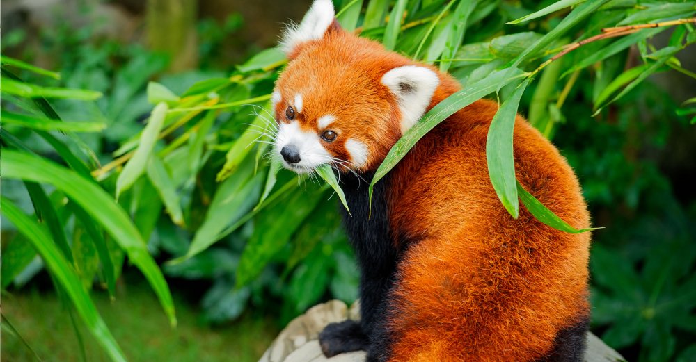 Оранжевая Панда щников