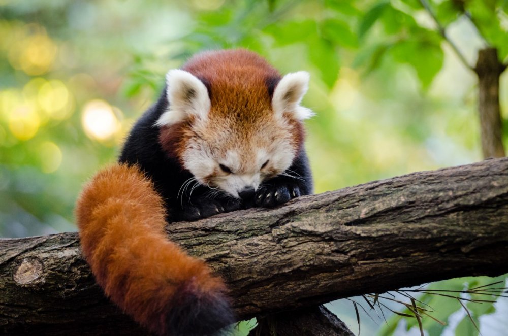Красная древесная Панда