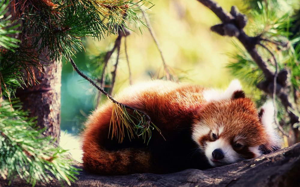 Красная Панда Firefox