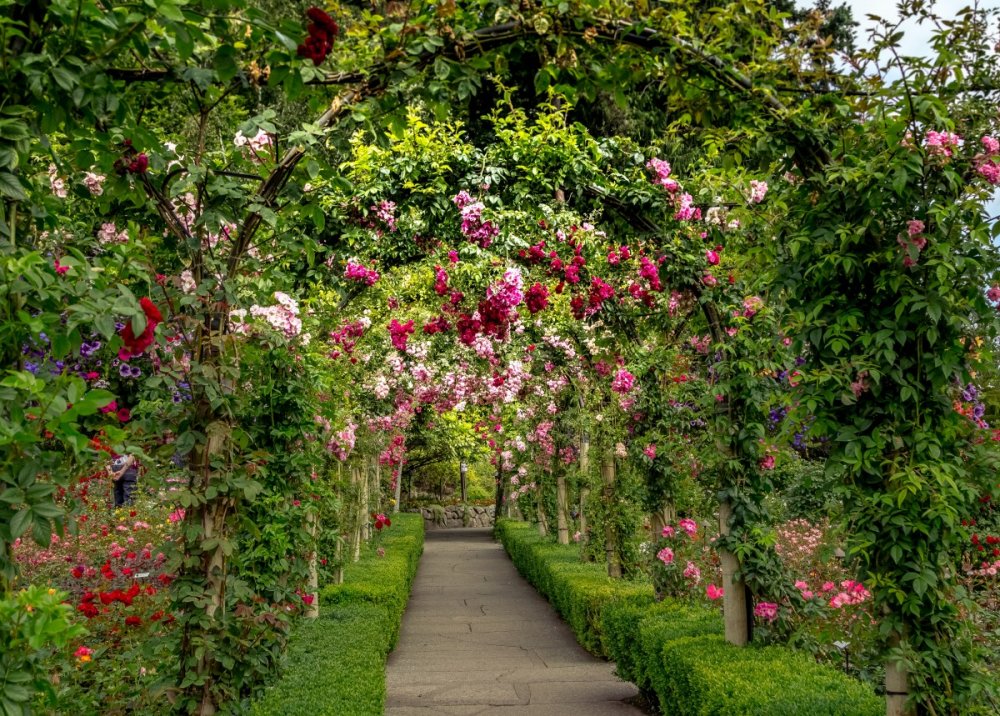 Ботанический сад аллея роз