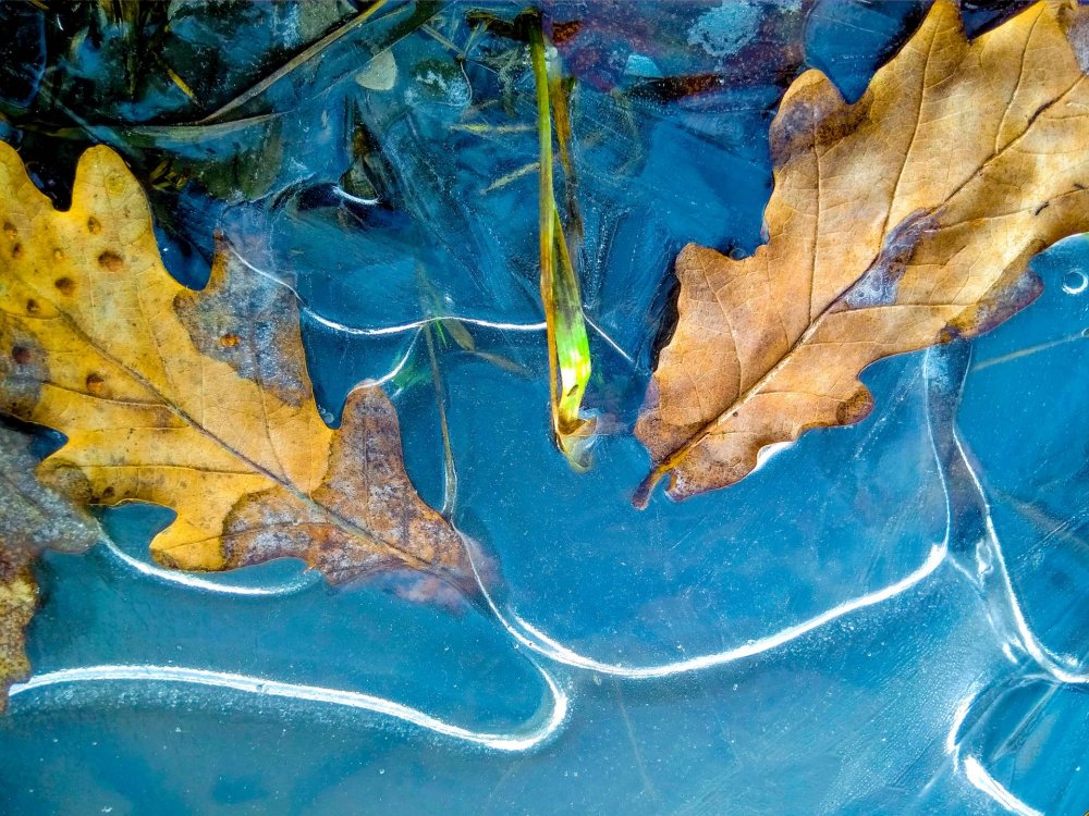 Осенние листья в луже