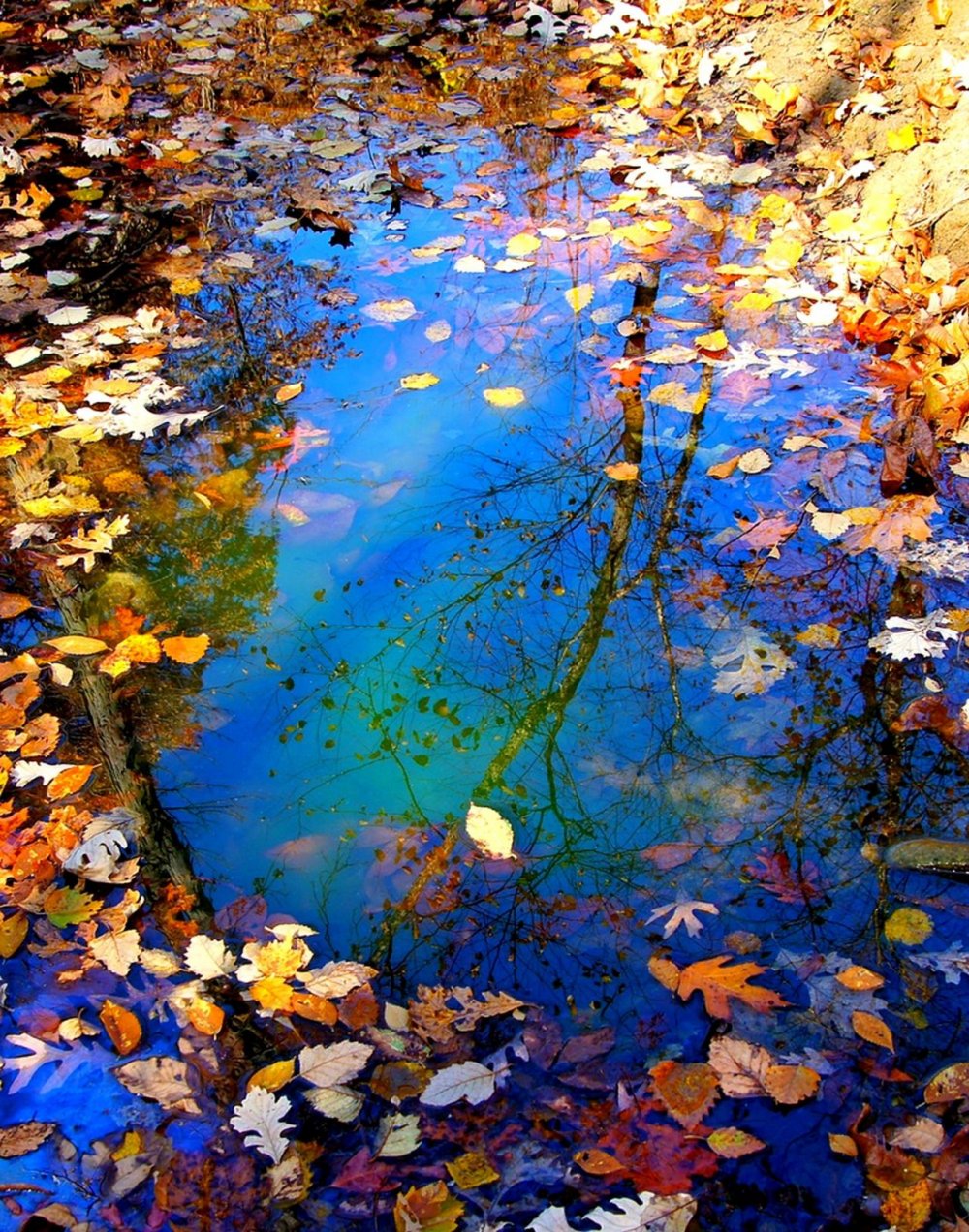 Отражение в луже осень