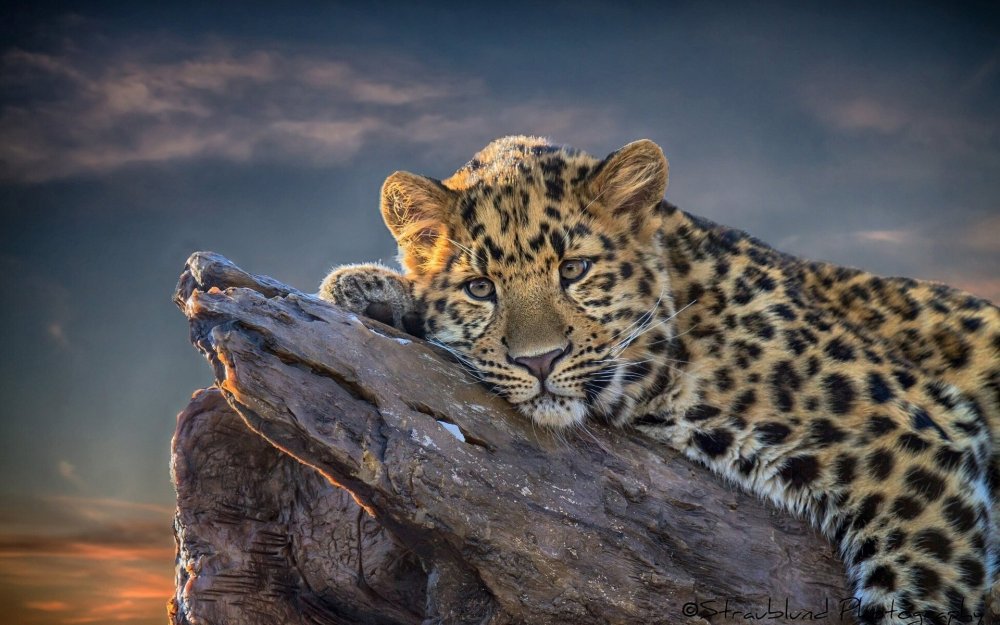 Красивый леопард