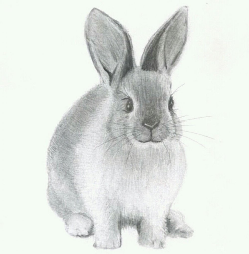 Кролик рисунок легкий милый
