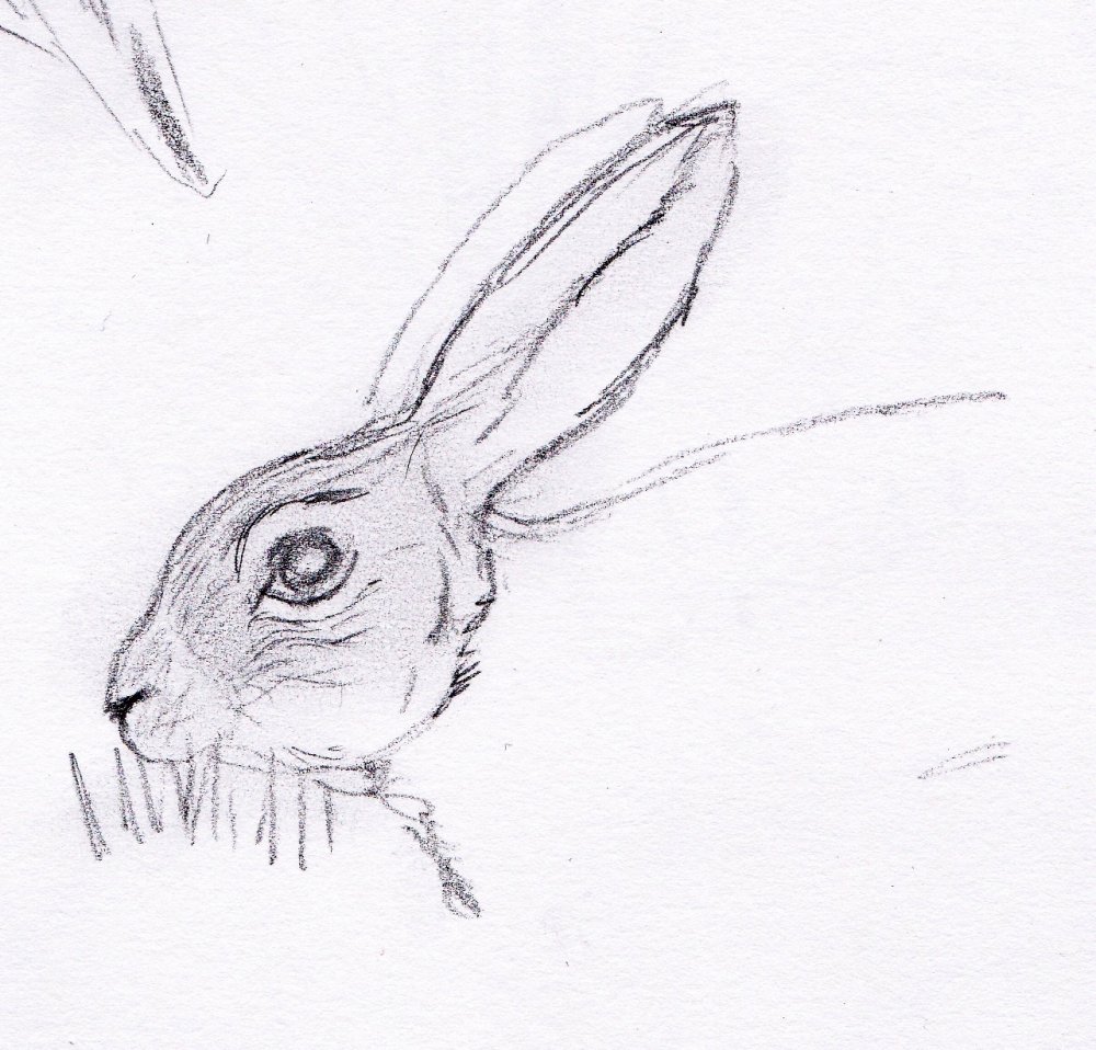 Кролик рисунок