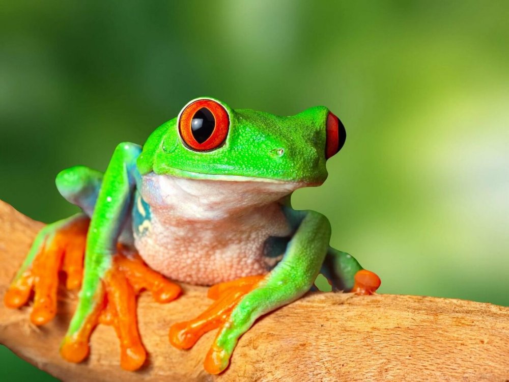 Лягушка Грин Фрог зеленая с оранжевым