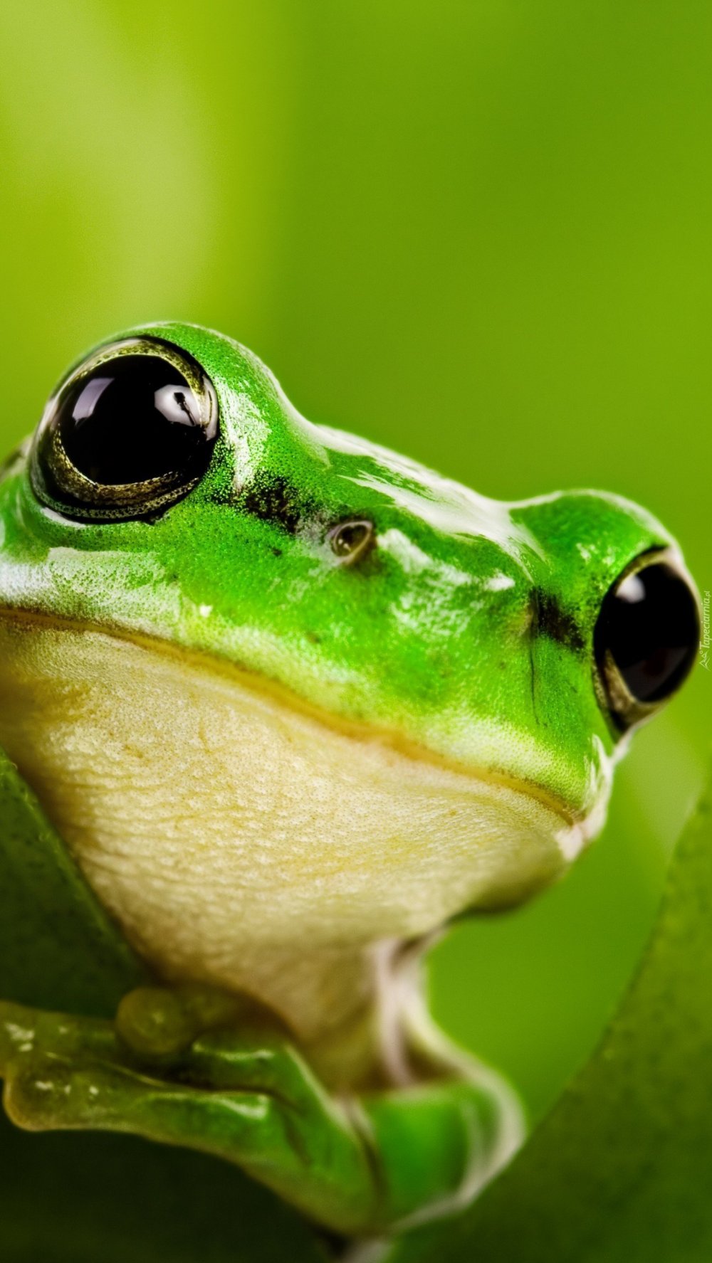 Лягушка квакша зеленая