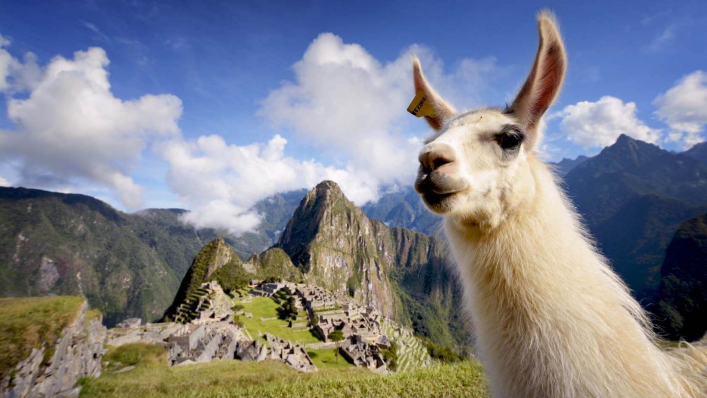 Лама Дикая в Перу