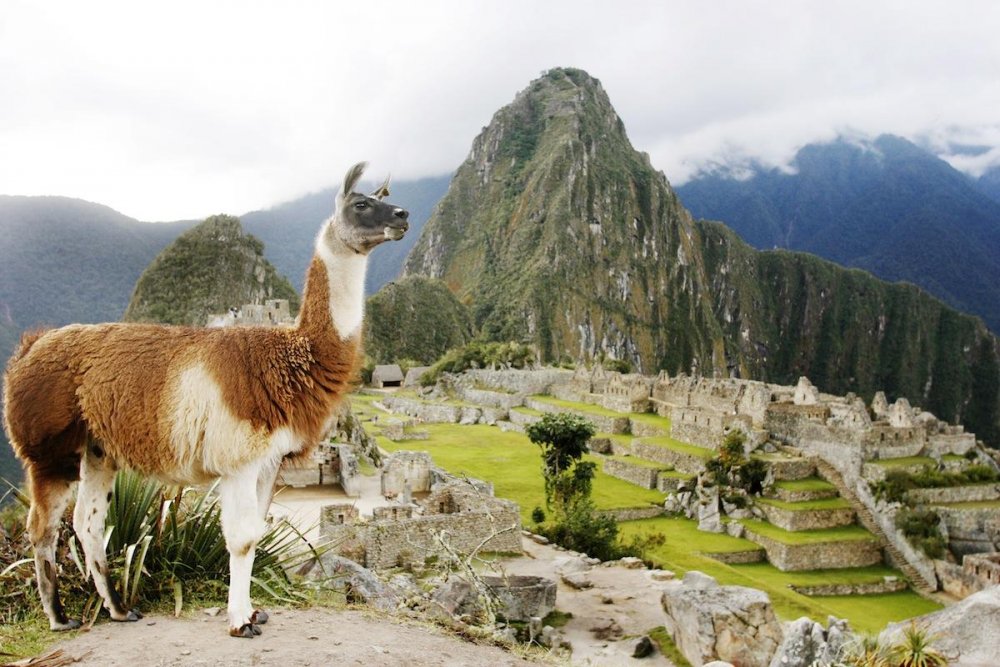 Мачу-Пикчу, Перу животные