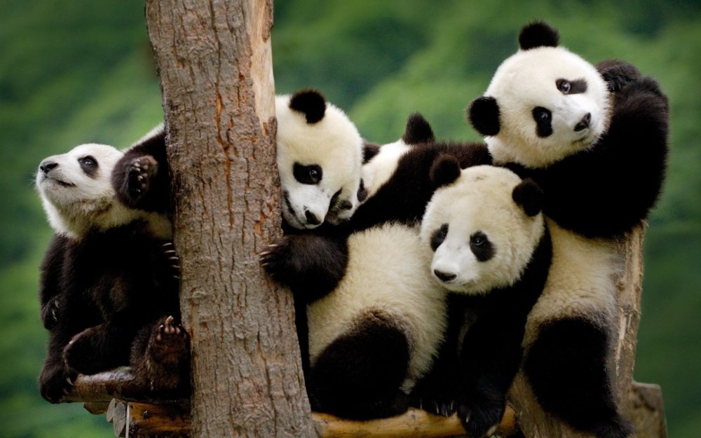 Панда бесполезное животное