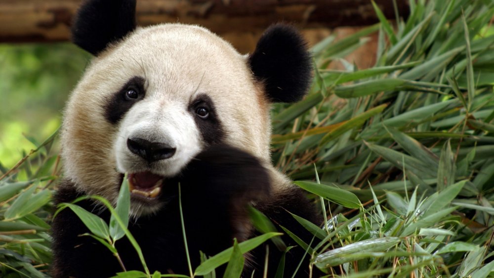Китай Панда бамбук