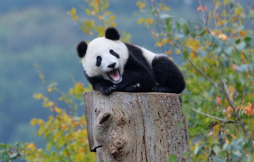 Панда или бамбуковый медведь