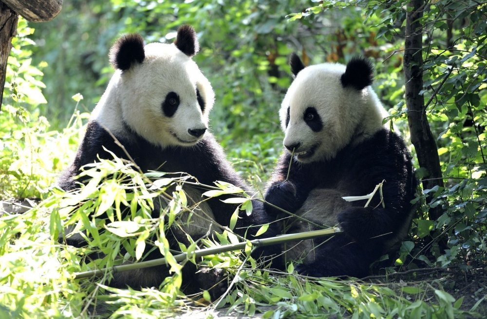 Панда обыкновенная