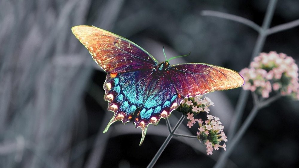 Бабочка Баттерфляй цветок
