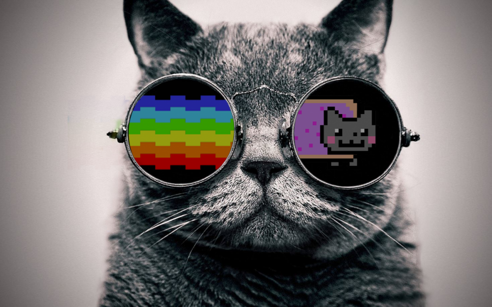 Фотообои кот в очках