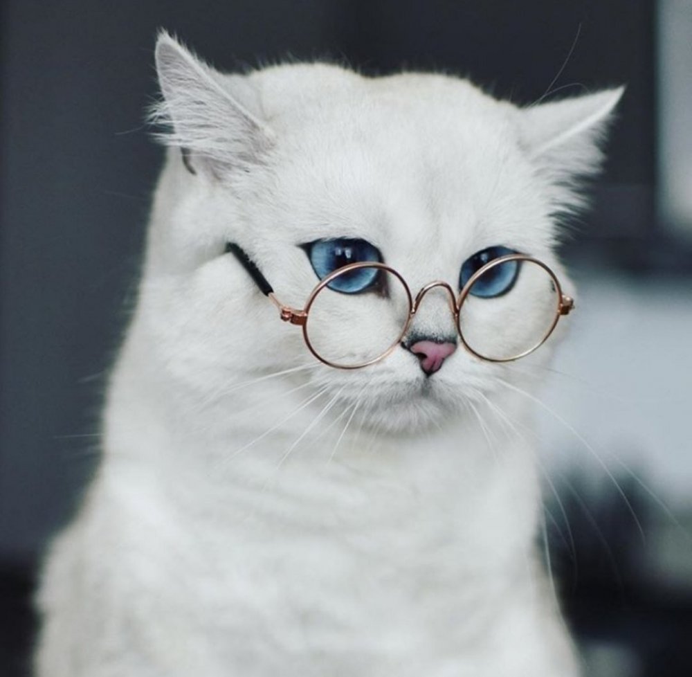 Кошечка с очками