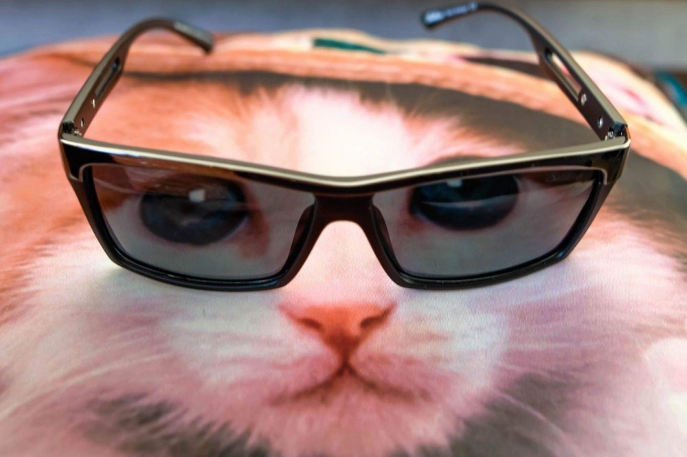 Кот в очках обои
