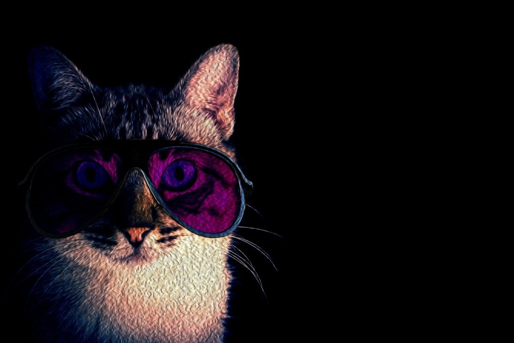 Кот в очках крутой с толстовкой черной