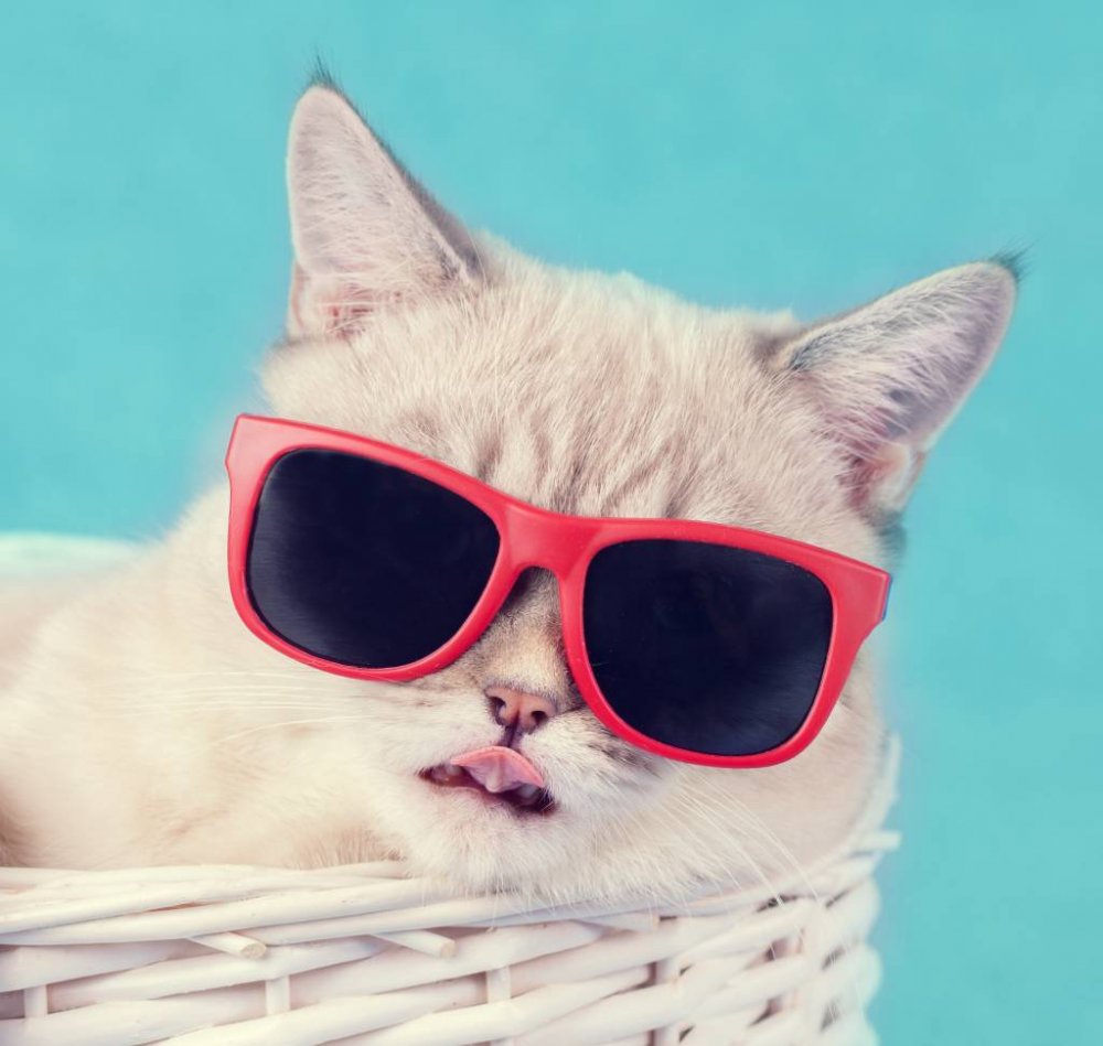 Кошка в солнечных очках