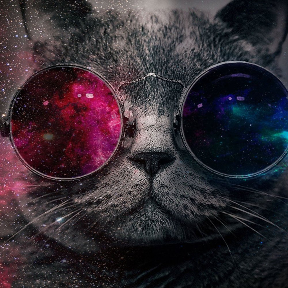 Кот в космических очках