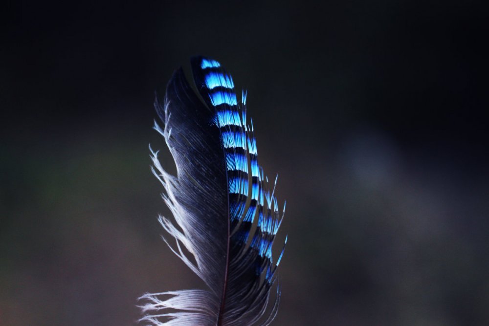 Красивые перья птиц