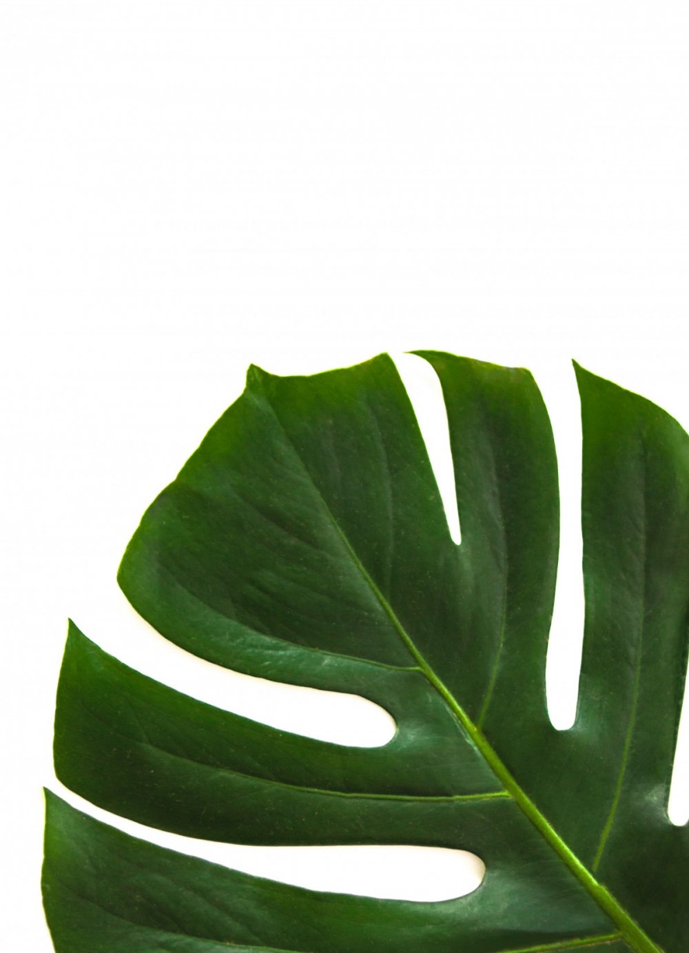 Monstera Leaf на белом фоне