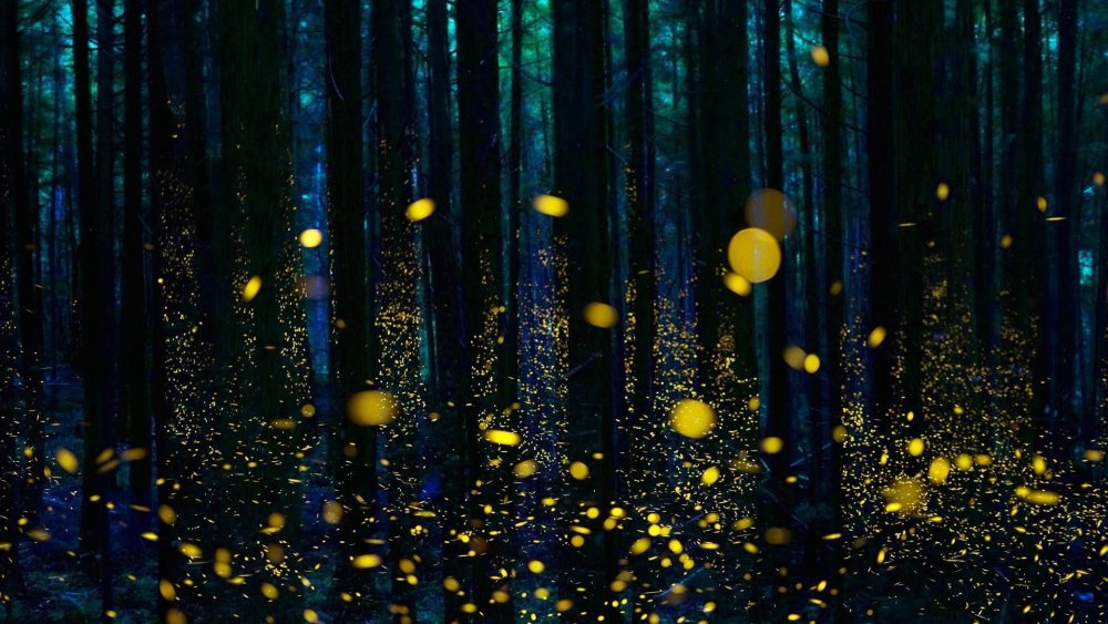 Fireflies look for Light надпись