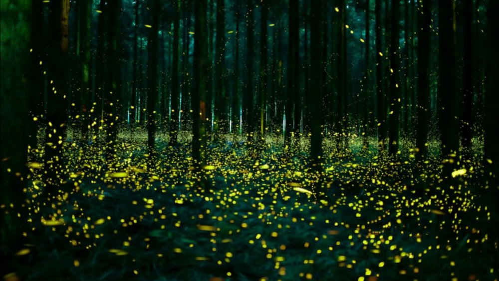Светлячки в бамбуковом лесу Япония