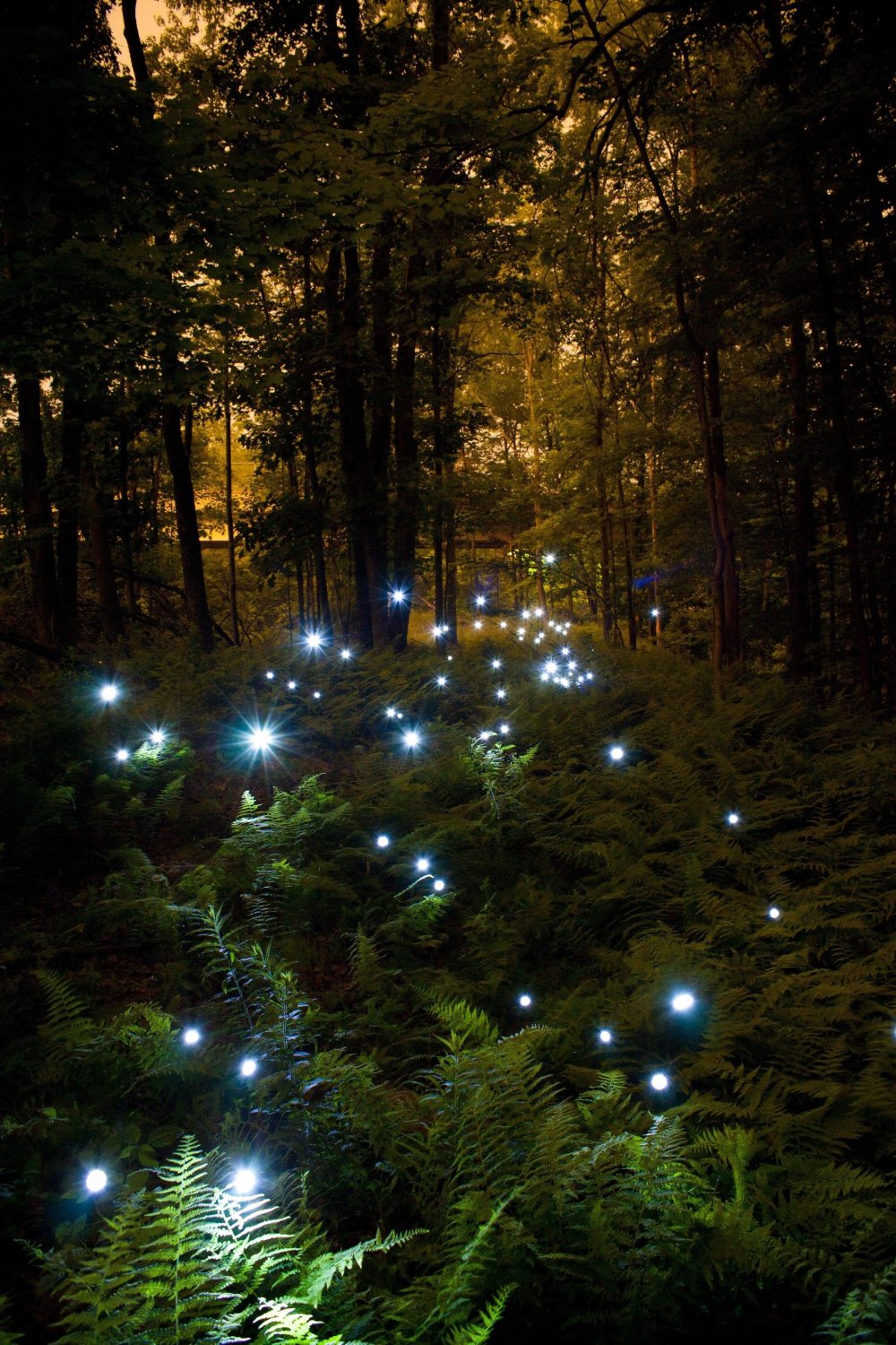 Лес ночью фото на телефон