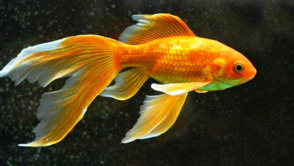 Золотая рыбка вуалехвост красный