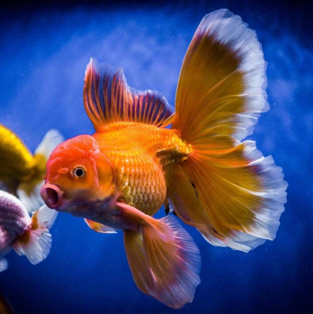 Аквариумная Золотая рыбка Оранда