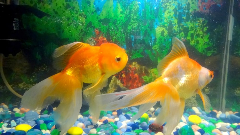 Золотые рыбки аквариумные