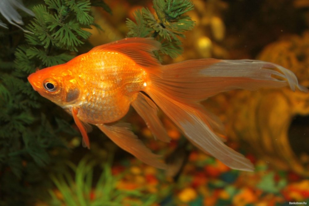 Золотая рыбка гуашью