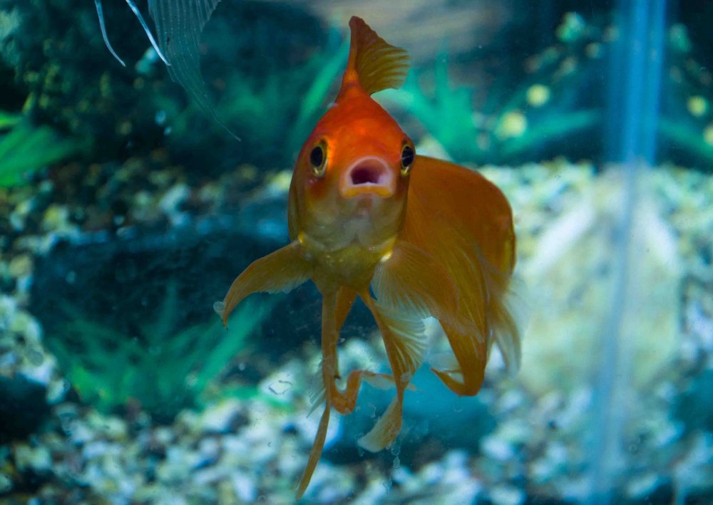 Самая редкая Золотая рыбка