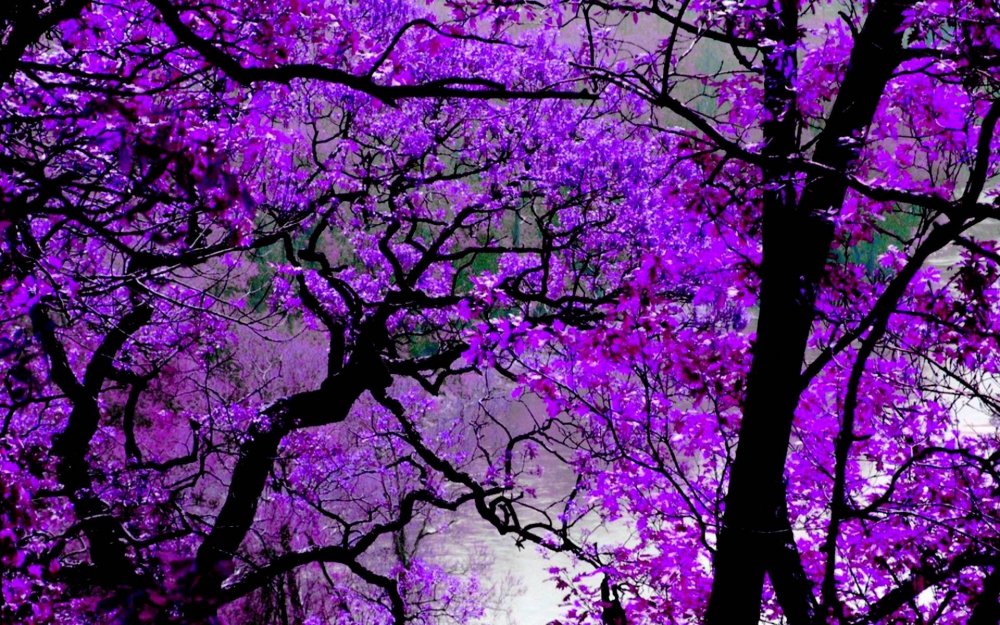 Пурпурное дерево
