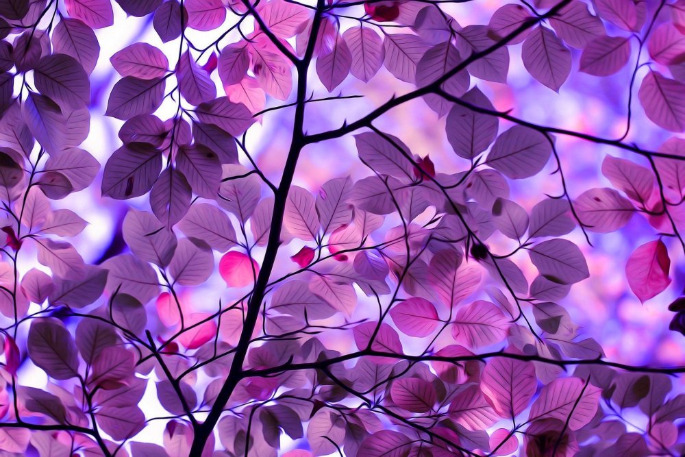 Дерево с фиолетовыми листьями