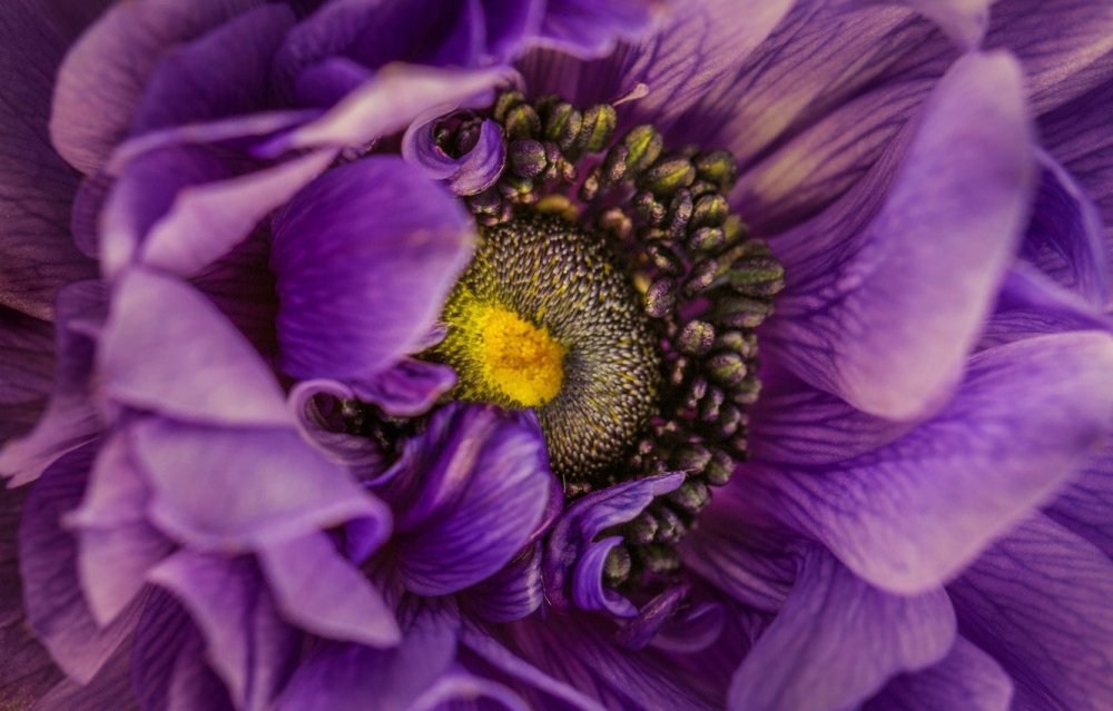 Ирис цветок фиолетовый с анемоны