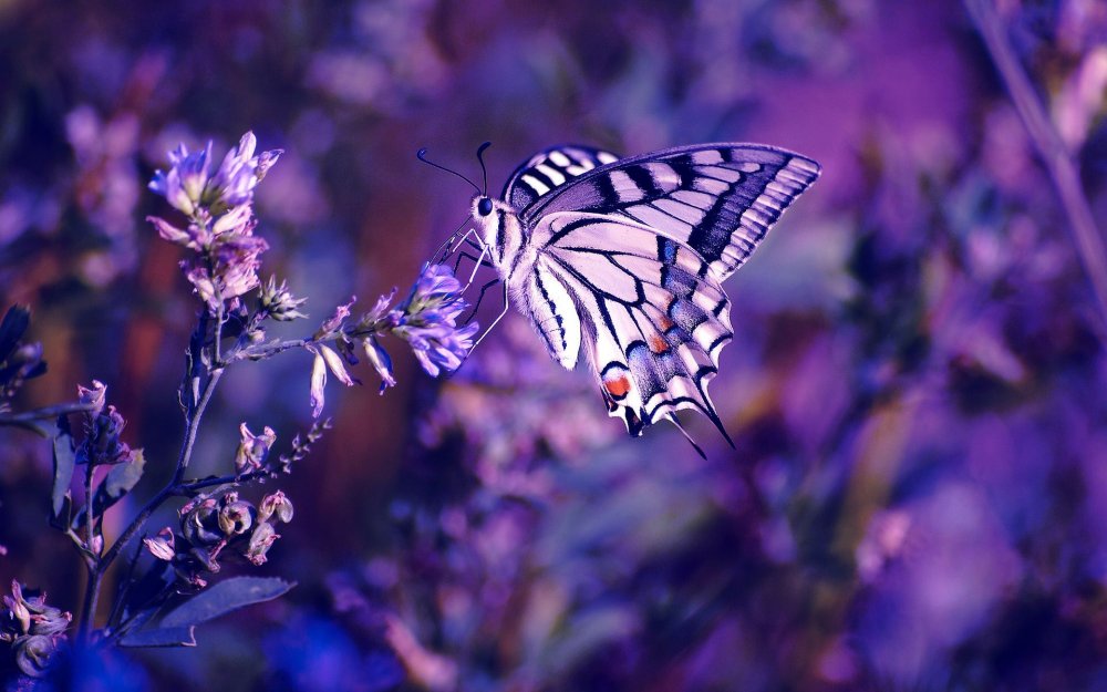 Картинки Wallpaper четкие цветы и бабочки