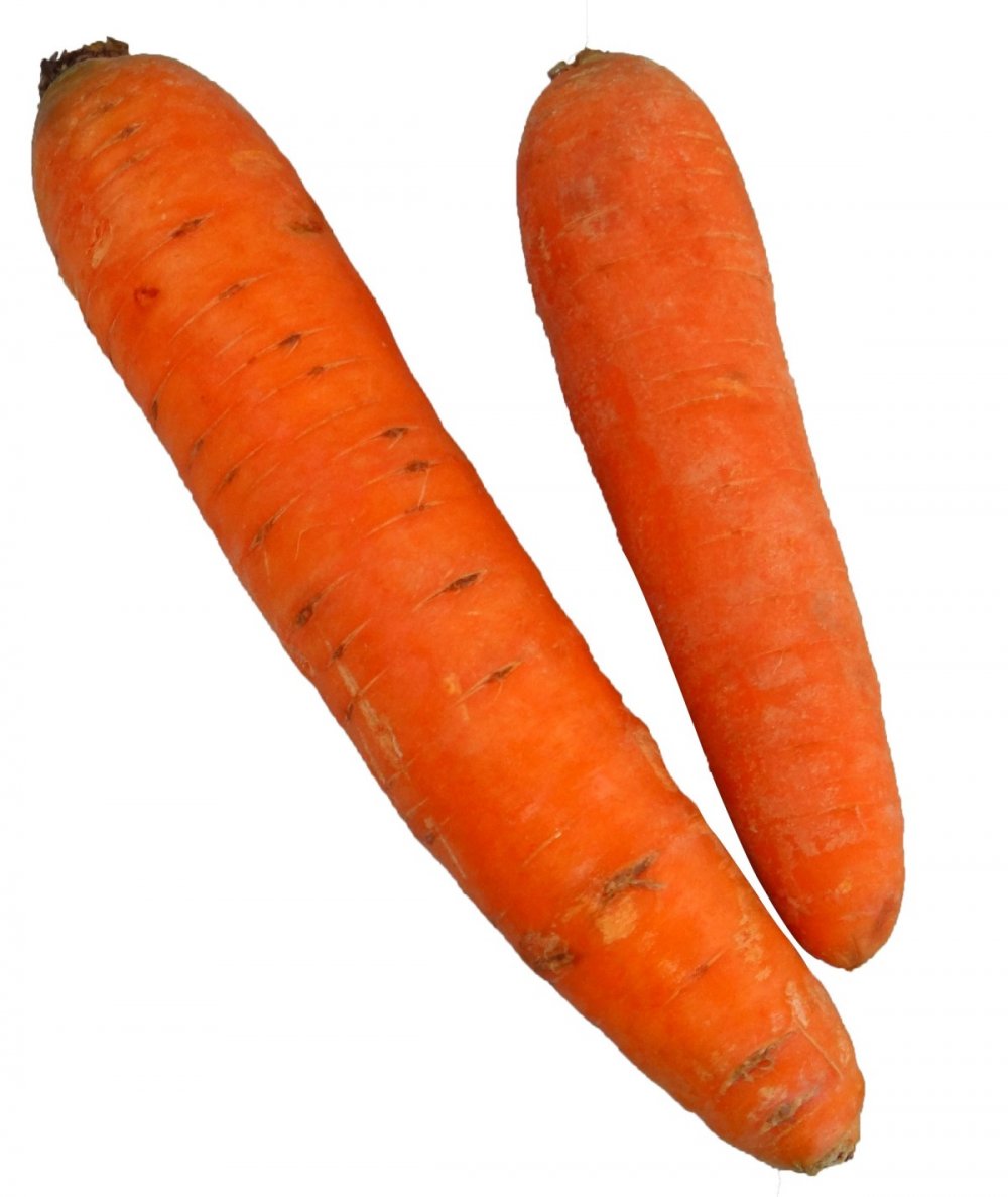 Морковь клипарт