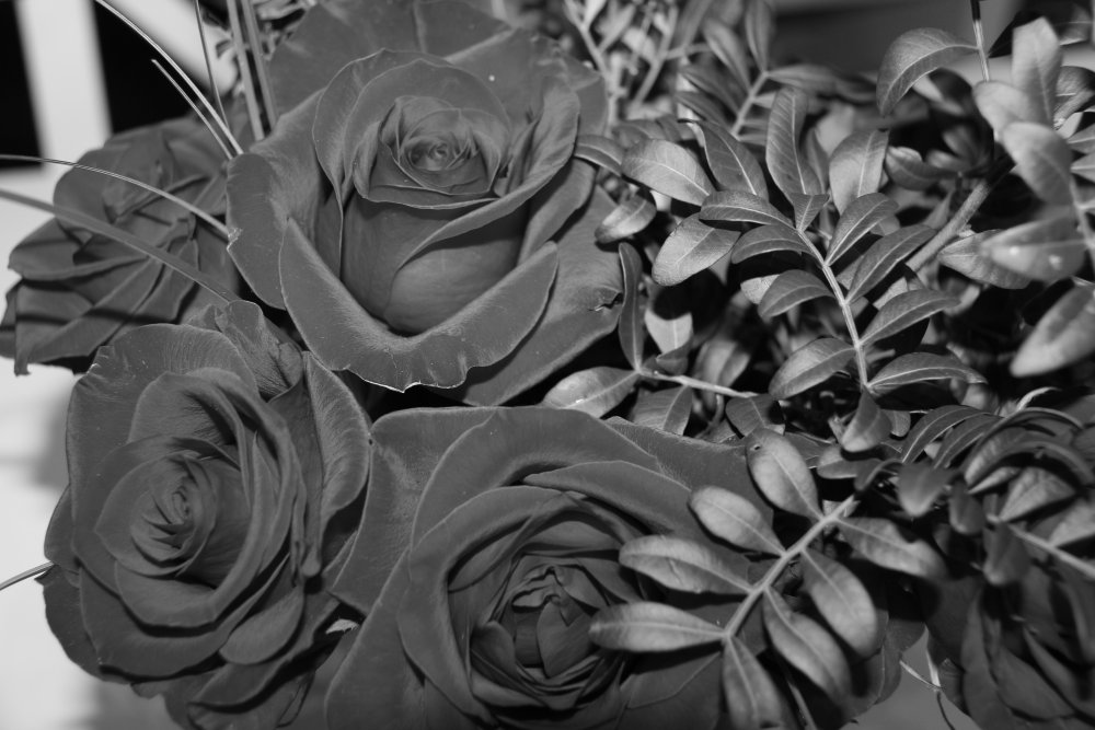 Красивая роза черно белая