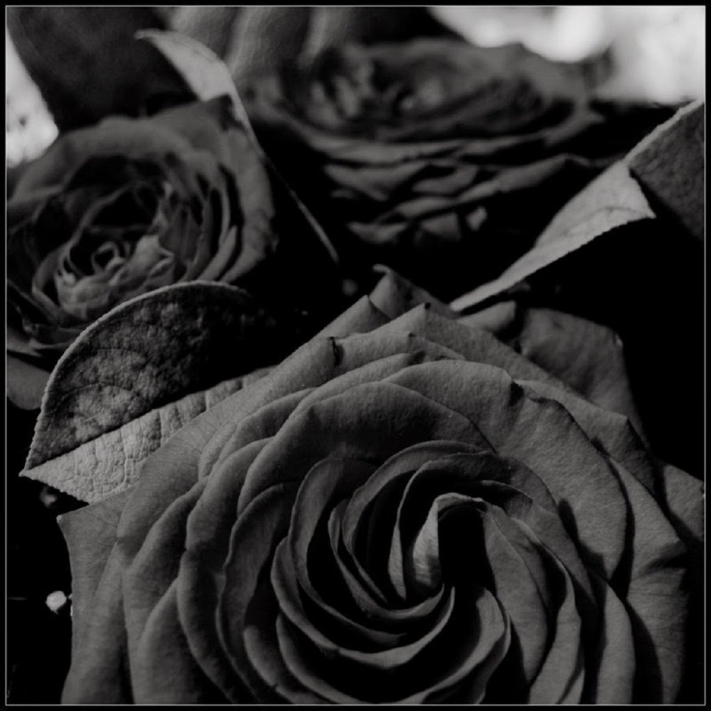 Черные розы натуральные
